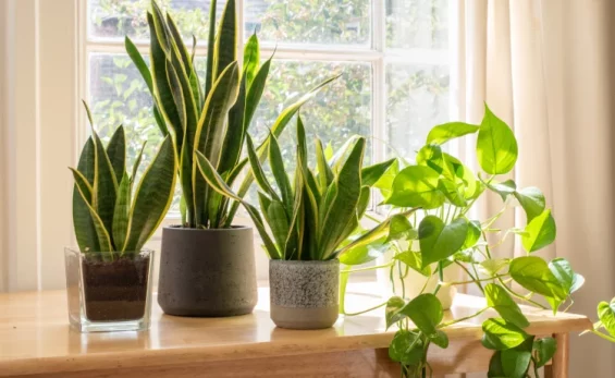 green plants by window in counselling room